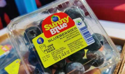 秘鲁蓝莓：Sunny Blue枝冠全国首发7800箱两分钟内售罄