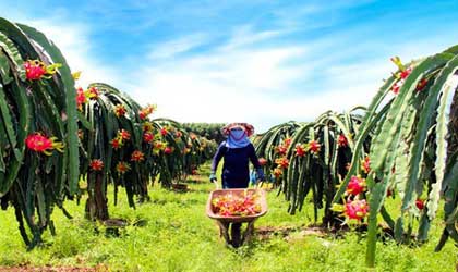 越南火龙果对华出口量下降21% 中国国产增种带来竞争压力