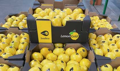 南非打造无籽柠檬品牌LemonGold  大幅增加柠檬对华供应