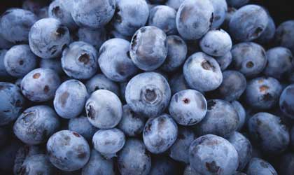 智利蓝莓产季预期：出口供应下滑8% 重点提高鲜果品质