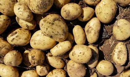 叮咚买菜首次推出“轻食土豆”  紧抓慢碳水健康生活趋势