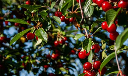 【推广】智利樱桃季在即，今年樱桃品质和出口又有新变化！