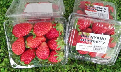多款韩国草莓新品种本月启动空运出口