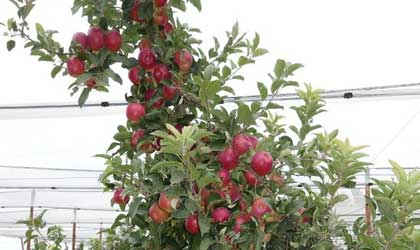 17款耐高温全新苹果和梨品种进入评估期 项目寻求更多试种合作伙伴