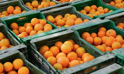 2021/22北半球柑橘季预测：总产量将达8320万吨 中国产量小幅增长
