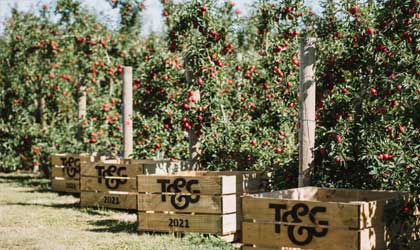 新西兰T&G计划投资修建南半球最大苹果包装厂