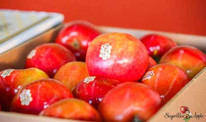 Sugarbee 糖蜂苹果2021产季启动仪式举办 上海首柜到达辉展市场