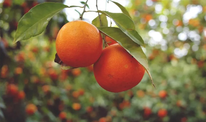 津巴布韦柑橘达成全新输华准入协议