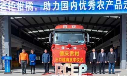 RCEP正式生效  德庆贡柑实现出口越南第一柜