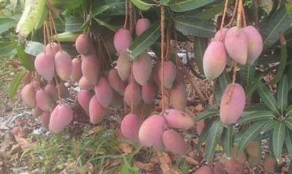 农业农村部公布“三品一标”种植基地名单 三亚崖州芒果等水果产区上榜
