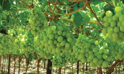 南非葡萄：产季延迟未影响水果产量品质  中国市场营销下月再次启动