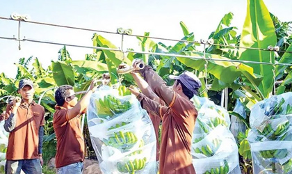 香蕉进口量同比增长15.85% 越南占比36%居来源国首位