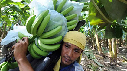 菲律宾香蕉：2023年产量恐跌至新低 枯萎病持续威胁生产
