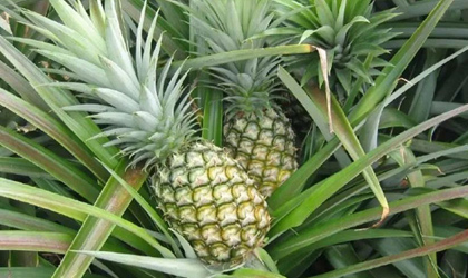 都乐菲律宾全新打造菠萝包装厂投产 包装产能可达600万箱