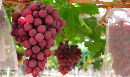 智利公布首个国内培育全新红葡萄商业品种