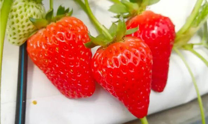 云南6个草莓新品种获国家授权