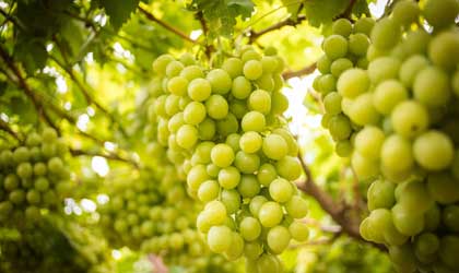南非葡萄本季产量增长“超出预期” 物流形势严峻或影响货架期