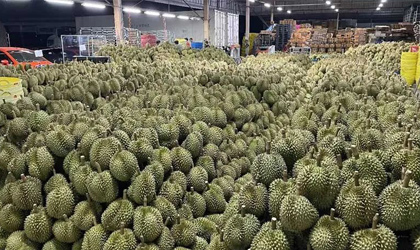 菲律宾榴莲：中菲签署输华议定书 中国计划进口143亿元菲产水果