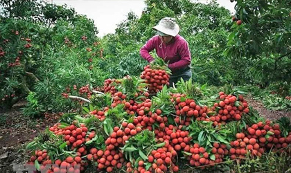 越南乌红荔枝：本季产量或达16万吨 专属产区9.5万吨专供中国