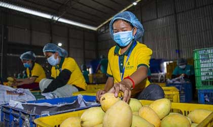 柬埔寨芒果出口下滑30% 中国市场业务受阻为主因