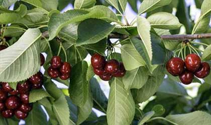 乌兹别克斯坦樱桃：本季价格达历史高度  大号果产量有限