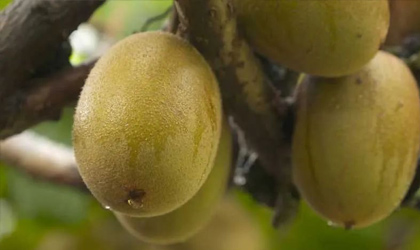 新西兰水果：2022年总体出口额下滑  奇异果品质是主要原因