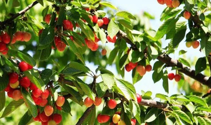 陕西樱桃新品种：我国首次大樱桃太空育种实验种子“回家”