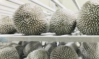 海南自贸港封关后首单大马猫山王榴莲运抵海口