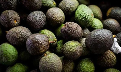 秘鲁牛油果：化肥短缺威胁新季生产