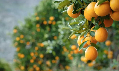 澳洲柑橘季终总结：中国市场前景乐观 季末销售表现改善