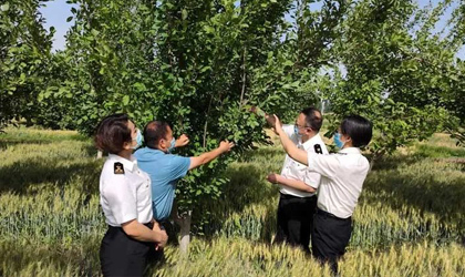 齐峰新疆爱奇果成为全疆首家获西梅出口资质果园