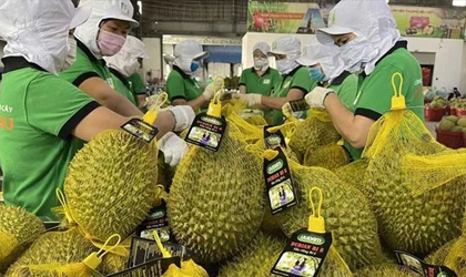 海关更新水果准入名录 越南榴莲等六项新品入列