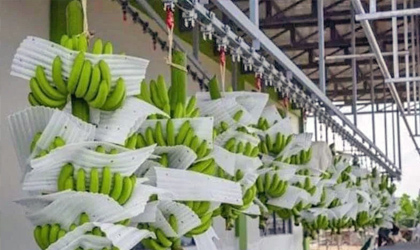 柬埔寨香蕉对华出口供应不足  独特黄香蕉品种受中国欢迎