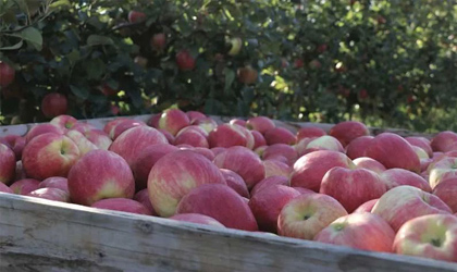 USDA新季苹果报告：中国减产500万吨拉低全球产量  新西兰苹果抢占中国市场