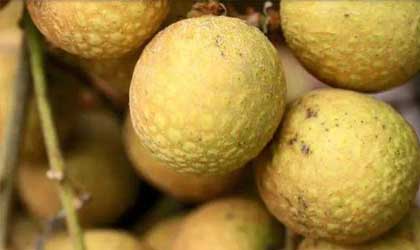 中国打造全球首个龙眼与荔枝杂交品种“脆蜜”