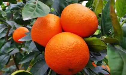 伊朗橙、桔和甜柠檬即日起获对华准入