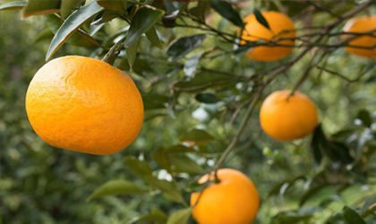 东方现代：柑橘产量打破纪录 60%收入来自桔子
