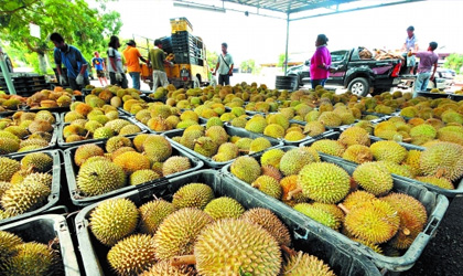 泰国果蔬2015年出口总额达37亿美元