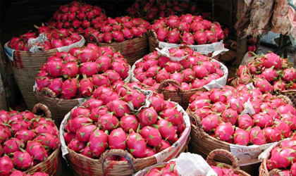 越南公司澳洲发展火龙果种植 关联政府官员陷丑闻