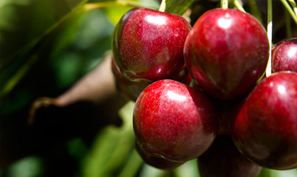 中国经济复苏智利水果受惠  新季樱桃产量增长出口形势乐观