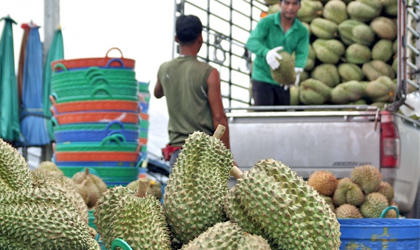 泰国水果出口渐受中国贸易商控制 泰政府计划加强市场监管