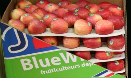 法国蓝鲸：法国苹果本季价格走高 本周启动对亚洲出口