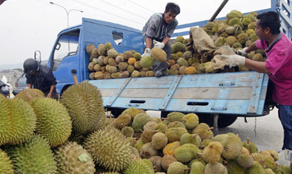 泰国水果：自由贸易区推动对华出口持续增长 迄今增幅达2841%