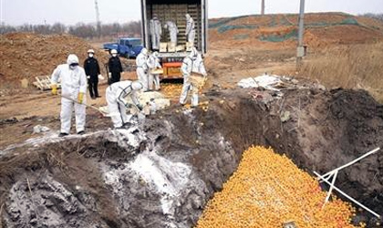 天津口岸销毁20吨不合格西班牙进口柑橘