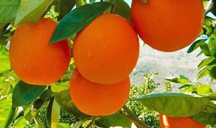 非洲南部柑橘：出口量今年减少  2017年更加堪忧
