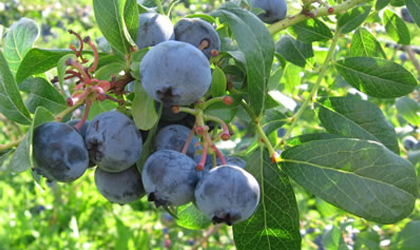 中国对加拿大卑诗蓝莓“兴趣强烈” 投资土地自行种植出口