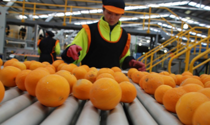 南澳州柑橘无果蝇资质不受中国承认 专家呼吁州政府与山东省交涉