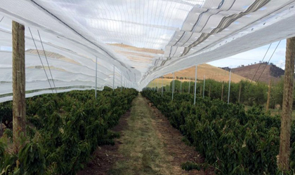 应对智利樱桃竞争 澳洲塔斯马尼亚种植商巨资投入新技术