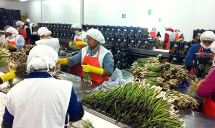 秘鲁新鲜芦笋首次出口中国