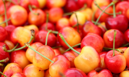美国西北樱桃产季总结: 集中成熟拉低产量 水果品质历年最佳